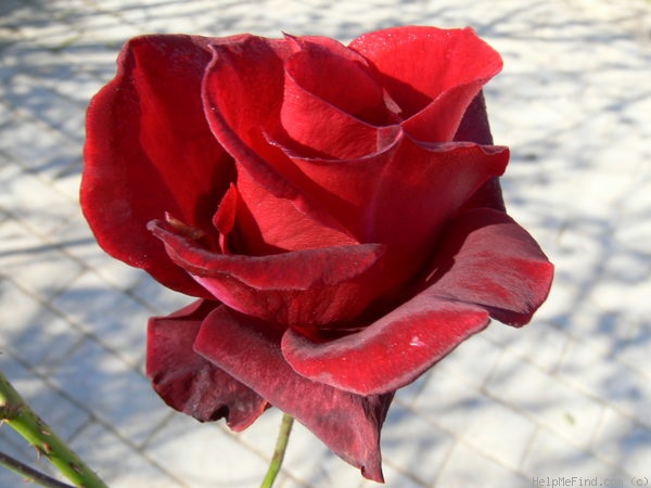 'Barkarole ® (hybrid tea, Evers 1988)' rose photo