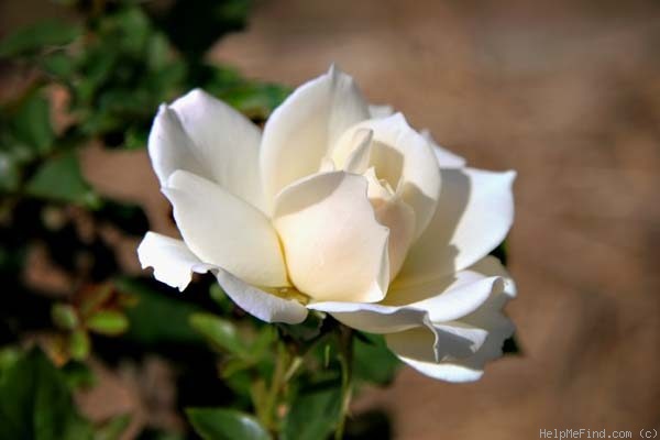 'Edelweiss ® (floribunda, Poulsen, 1969)' rose photo