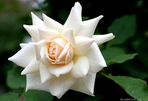 'Edelweiss ® (floribunda, Poulsen, 1969)' rose photo