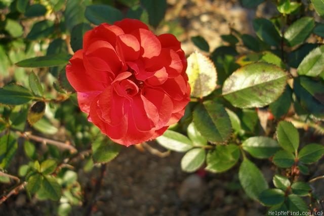 'Fairy Damsel ®' rose photo