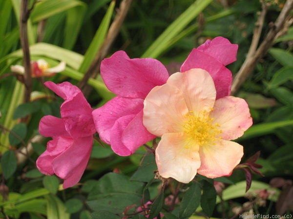 'Mutabilis (china, Unknown, before 1894)' rose photo