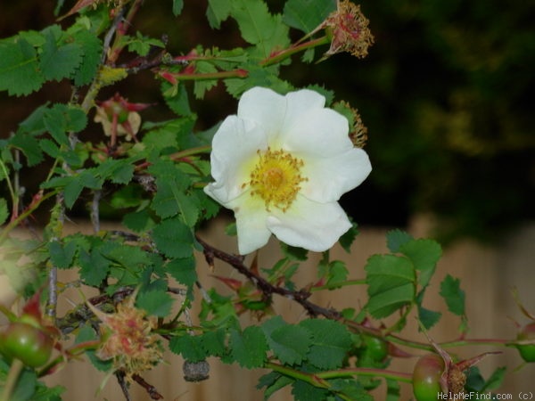 'Scots Rose' rose photo