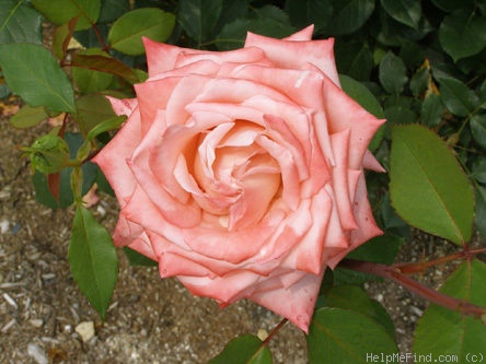 'Carezza' rose photo