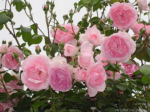 'Centenaire de Lourdes ®' rose photo