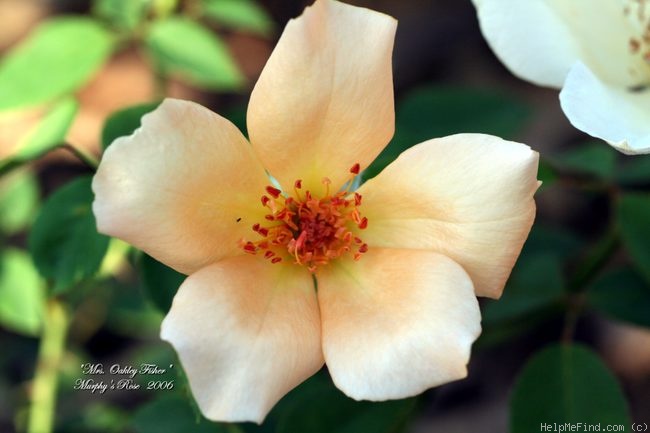 'Mrs. Oakley-Fisher (Hybrid Tea, Cant, 1921)' rose photo