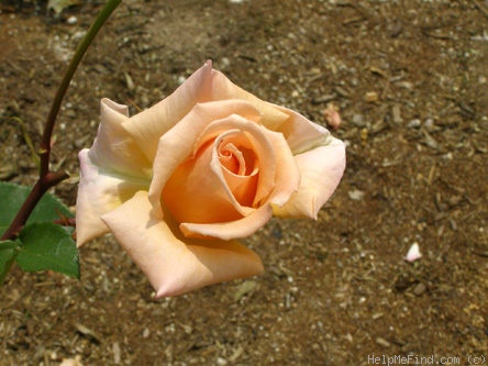 'Fred Gibson' rose photo