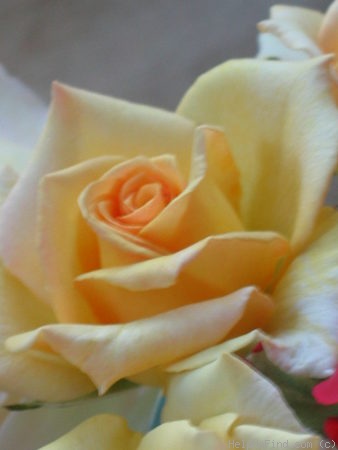 'Lemon Spice' rose photo