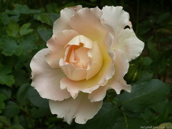 'Rokoko (shrub, Evers/Tantau, 1987)' rose photo