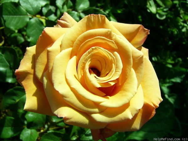'Spek's Centennial' rose photo