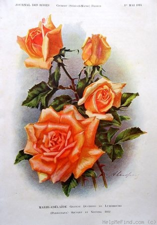 'Marie Adélaide' rose photo