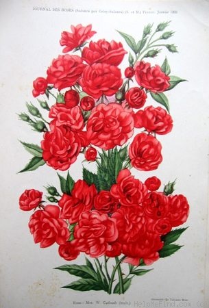 'Mrs. W. H. Cutbush' rose photo