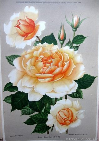 'Jean Noté' rose photo