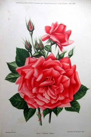 'Indiana (hybrid tea, Hill, 1907)' rose photo