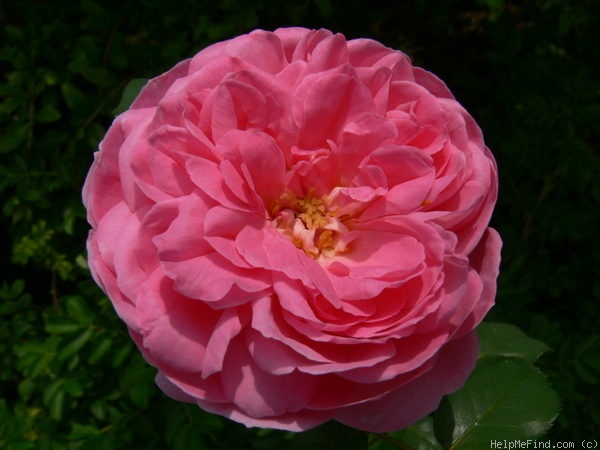 'Jardins de Viels Maisons ®' rose photo