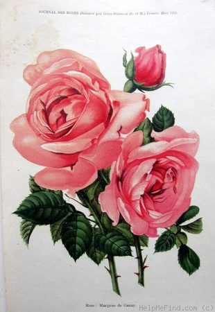 'Marquise de Ganay' rose photo