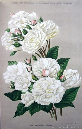 'Thoresbyana' rose photo
