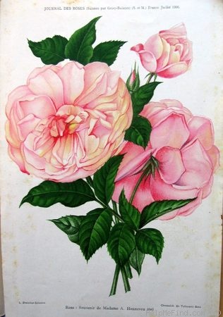 'Souvenir de Madame A. Henneveu' rose photo