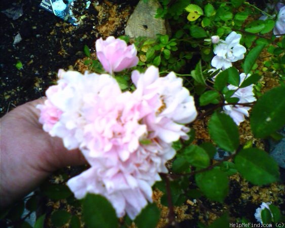 'Lady Carolina' rose photo