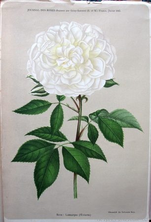 'Lamarque (noisette, Maréchal, 1830)' rose photo