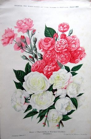 'Miss Kathe Schultheis' rose photo