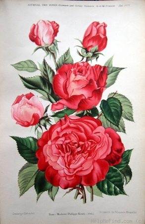 'Madame Philippe Kuntz' rose photo