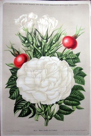 'Blanc Double de Coubert (Rugosa, Cochet-Cochet, 1892)' rose photo