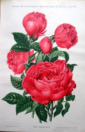 'Laurent Carle (hybrid perpetual, Verdier, 1889)' rose photo