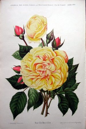 'Elie Beauvilain (Tea Noisette, Beauvilain, 1887)' rose photo