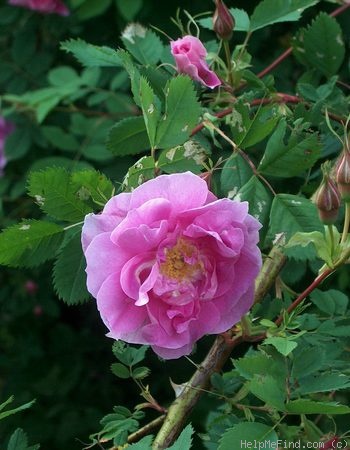 '<i>Rosa californica</i> f. <i>plena</i> Rehder' rose photo