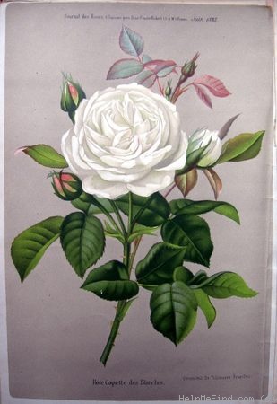 'Coquette des Blanches' rose photo