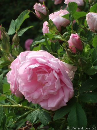'Wasagaming' rose photo