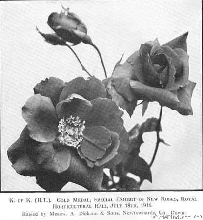 'K. of K.' rose photo