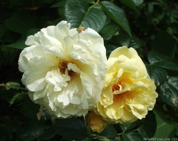 'Northern Yellow' rose photo