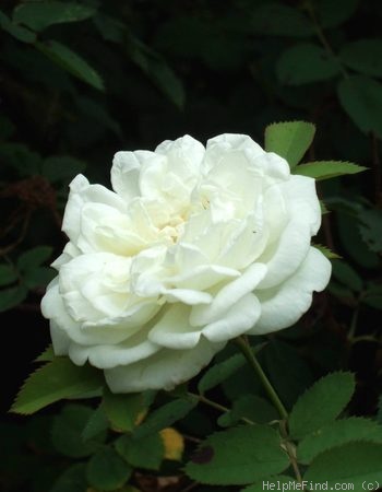 'Karl Foerster' rose photo