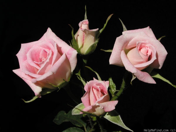 'Bella Diana' rose photo