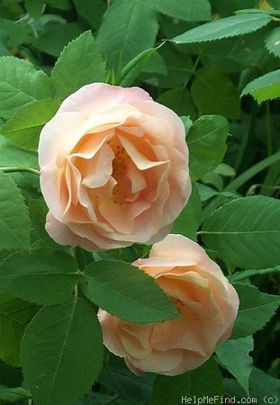 'Golden Blush' rose photo