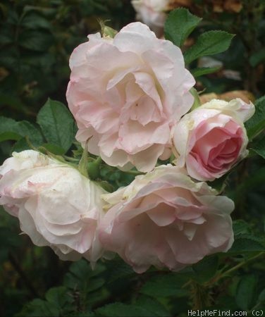 'Ritausma' rose photo