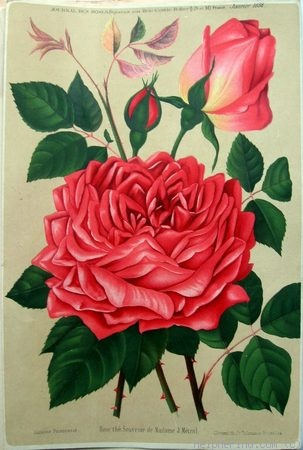 'Souvenir de Madame Joseph Metral' rose photo