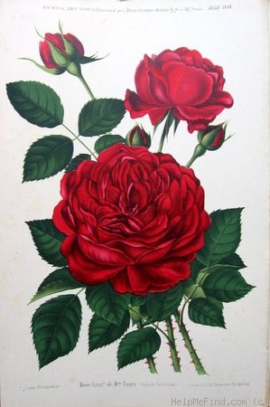 'Souvenir de Madame Faure' rose photo