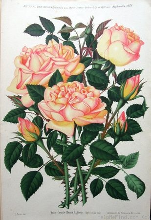'Comte Henri Rignon' rose photo