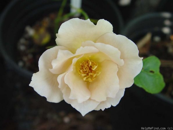 'Golden Julia' rose photo