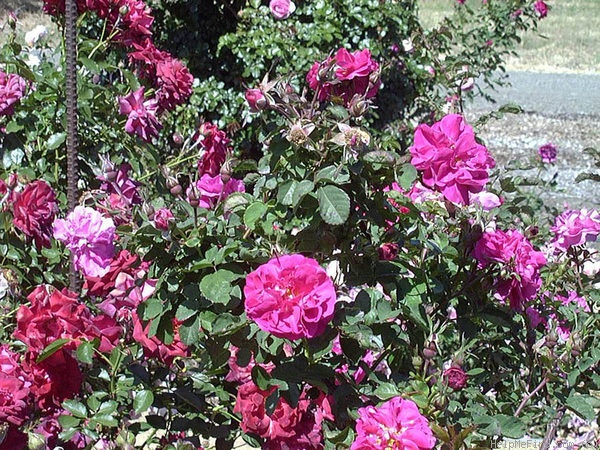'Mankana 1' rose photo