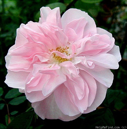 'Blush Boursault' rose photo