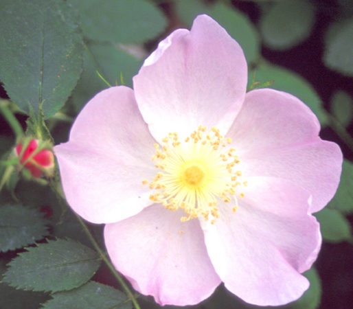 '<i>Rosa</i> x <i>hibernica</i> Smith' rose photo