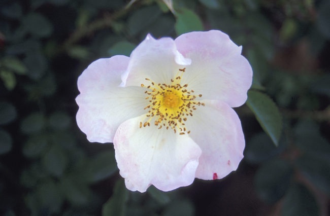 'Robbie Burns (shrub, Austin, 1986)' rose photo