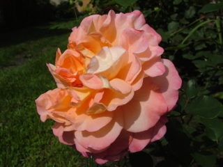 'Cover Girl' rose photo