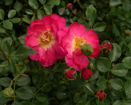 'Neon ™ (floribunda, Kordes, 1998/2001)' rose photo