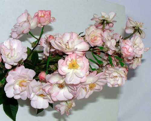 'Perennial Blush' rose photo
