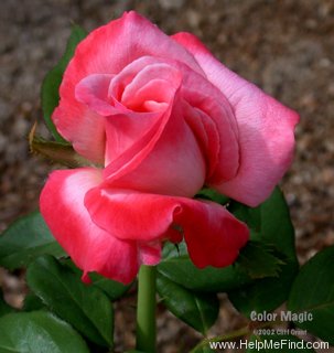 'Color Magic' rose photo