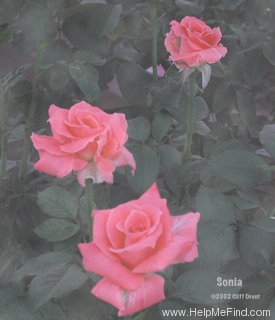 'Sonia (hybrid tea, Meilland, 1973)' rose photo
